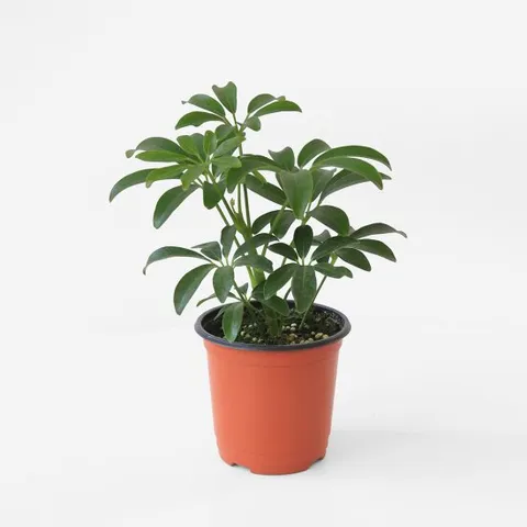 마이플랜트 홍콩야자 소형 실내 공기정화식물 인테리어 관엽식물 플랜테리어