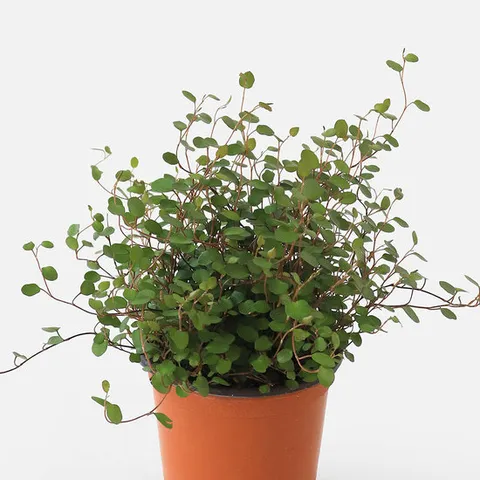 마이플랜트 트리안 소형 관엽식물 실내공기정화 인테리어 반려 식물