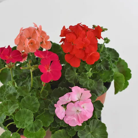 마이플랜트 페라고늄 제라늄 소형 야생화 꽃모종 실내공기정화 반려식물