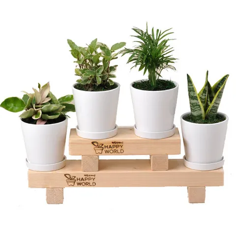 가꾸지오 공기정화식물 원형화이트화분4p세트