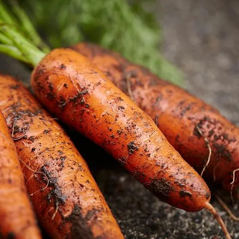 농장직송 신선한 당근 3kg (중)