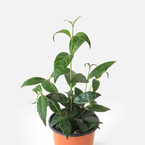 마이플랜트 골드세피아 소형 관엽식물 호야카이라이 인테리어 무늬 식물