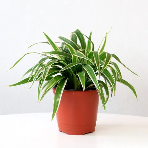 마이플랜트 나비란 소형 관엽식물 키우기쉬운 실내공기정화 난초 화초 키우기