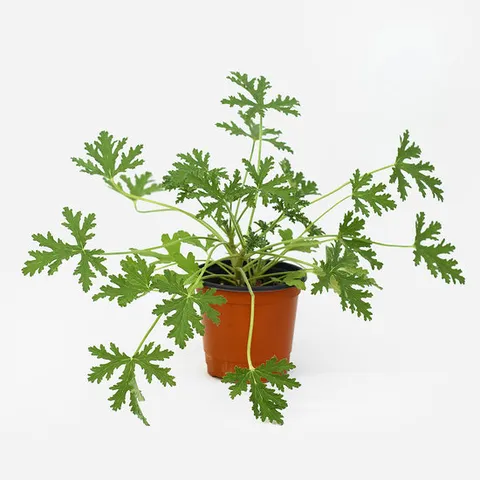 모기퇴치식물 구문초 소품 로즈제라늄 식물 모종 허브 관엽식물