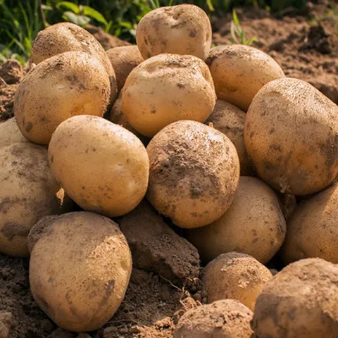 산정마을 국내산 수미감자(중) 3kg