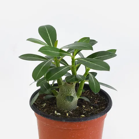 마이플랜트 석화 나무 소형 사막의장미 바오밥나무 아데니움 키우기