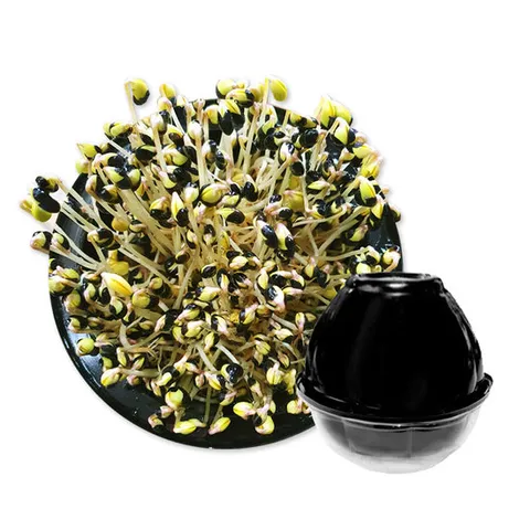 콩나물키우기/식물학습재료/생태체험학습/과학완구