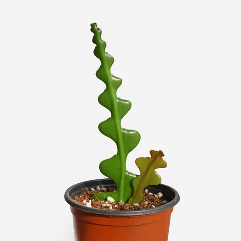 피쉬본 소형 생선뼈 선인장 다육식물