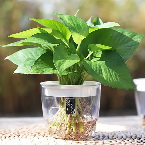 아쿠아 클리어팟 수경재배 화분