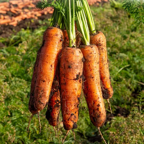 25년수확 달큰한 제주 구좌 햇 당근 중 5kg(개당 100-150g내외)