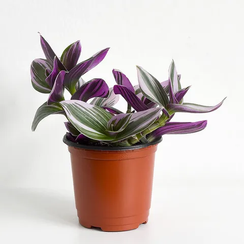 삼색달개비 (소형) 모종 공기정화식물