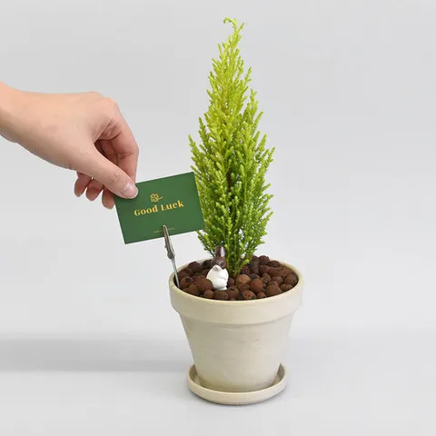 [마이플랜트]율마 독일토분 화분 세트