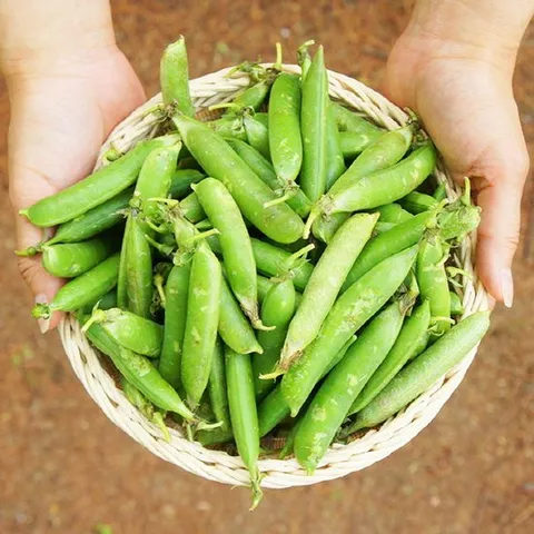 여수직송 햇완두콩 완두콩 3kg 껍질있음