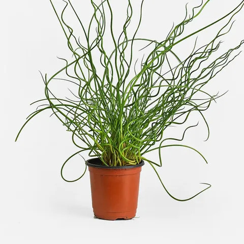 스프링골풀 (소형) 공기정화 식물