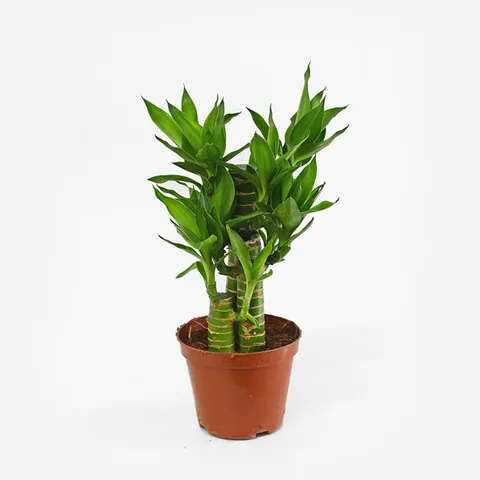 연화죽 (소형) 대나무 공기정화 식물