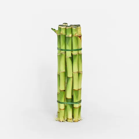 개운죽(10P) 20cm 수경 재배 식물 천연가습 수중 공기정화식물