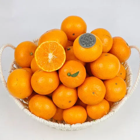 제주 미니향 5kg(벌크포장) 크기는 미니 당도UP 산도DOWN