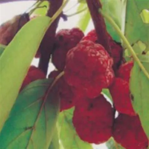 꾸지뽕나무 뽕나무과 나무 종자 품종 식물 씨앗 200립