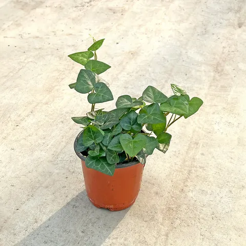 하트아이비 소형 모종 공기정화 덩굴 행잉 식물 키우기