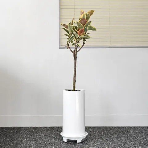 [프리미엄]수채화고무나무 대형 식물 거실 개업 축하 승진 화분