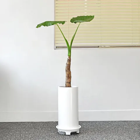 [프리미엄]알로카시아 오도라 대형 식물 거실 개업 축하 화분