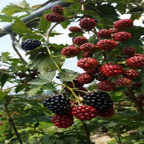 전북 정읍 냉동 블랙베리 특품 1kg/트레이포장