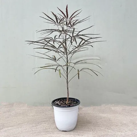 아라리아 중형 아랄리아 키우기쉬운 공기정화식물