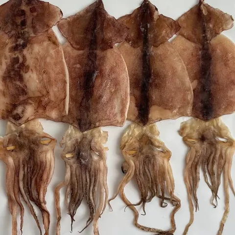 동해안 반건조오징어 파품오징어 파지오징어 1kg