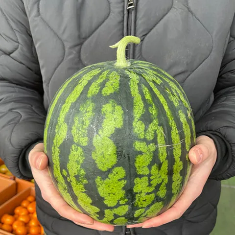 하우스 수박 5kg 내외