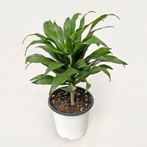 드라세나 콤팩타 중형 공기정화 미세먼지제거 키우기쉬운 식물