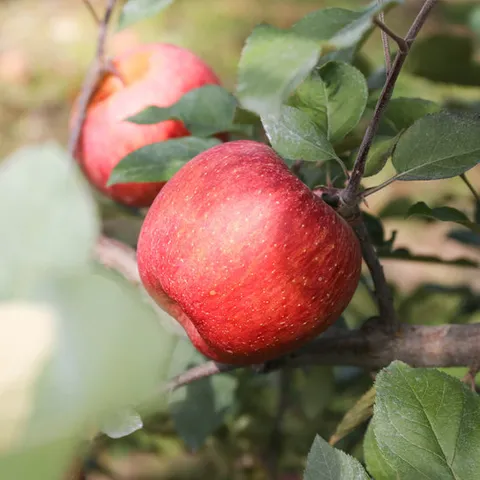 경북 햇 부사사과 가정용 2kg 중과 11과내