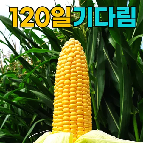 [수확중] 햇 초당옥수수 20개(특품/15cm이상)