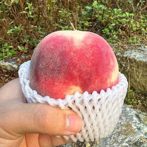 경북 제철과일 고당도 설아 설리 복숭아 2kg 4~10과 내외