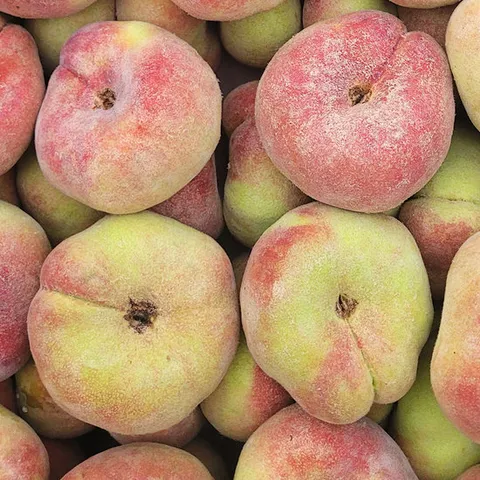 한국판 납작복숭아 거반도 복숭아 500g (혼합과)