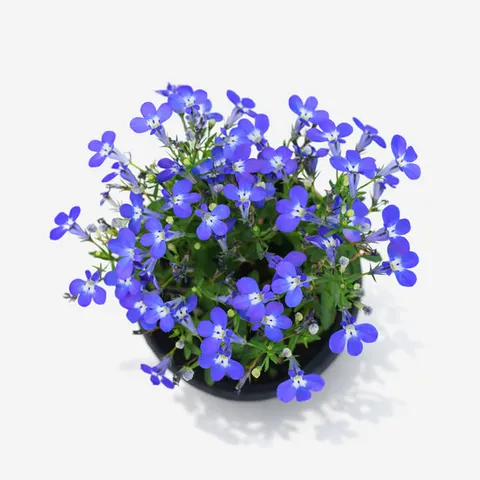 마이플랜트 로벨리아 소형 꽃모종 야생화 다년초 실내화초