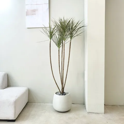 바이칼라 거실 대형 실내공기정화 키우기쉬운 식물