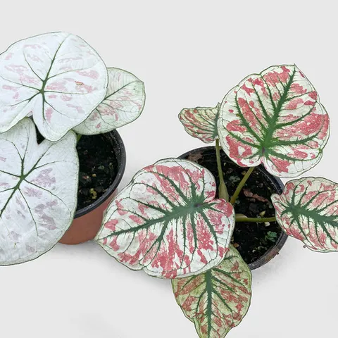 마이플랜트 칼라디움 스노우드록 소형 공기정화 인테리어 식물