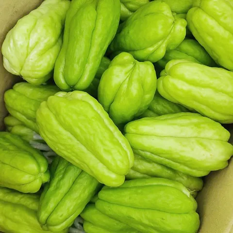 국내산 아삭한 햇 함양 차요테 차요태 5kg