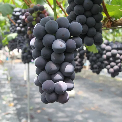 국내산 거봉포도 1kg(2-3수) 탱글탱글 큰알맹이 달콤함 가득