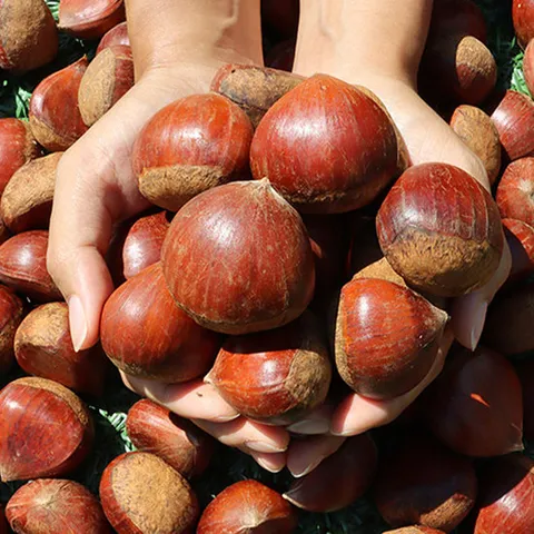 정안 햇 깐밤 대 1kg