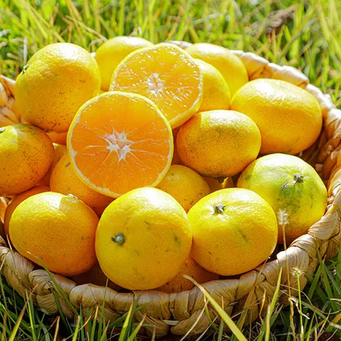 새콤달콤 제주 햇 노지감귤 2.5kg 소과 (2S)