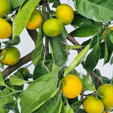 [오늘신선] 갓 수확한! 제주 햇 극조생 조생 타이백 감귤 4.5kg(대과)