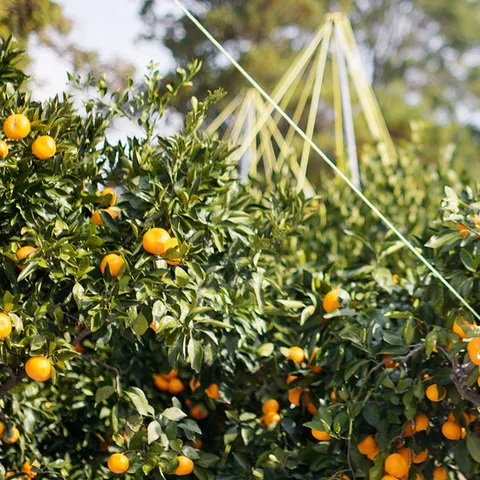 [오늘신선] 갓 수확한! 제주 햇 극조생 조생 타이백 감귤 4.5kg(소과)