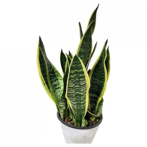 베하몰 실내 화초 수퍼바 산세베리아 약 40cm