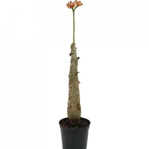 베하몰 실내 화초 자트로파 아프리카 희귀식물 약52cm