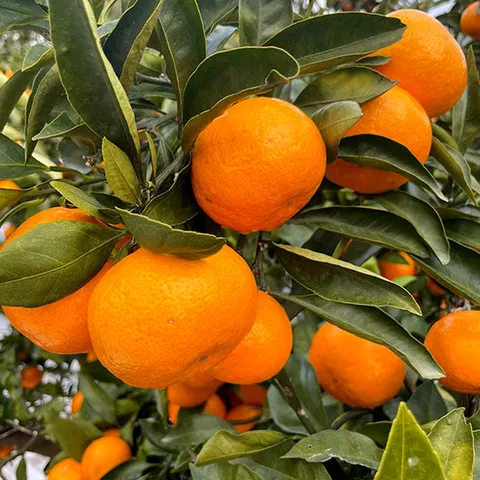 제주 고당도 타이벡 감귤 9kg 로얄과 (S)