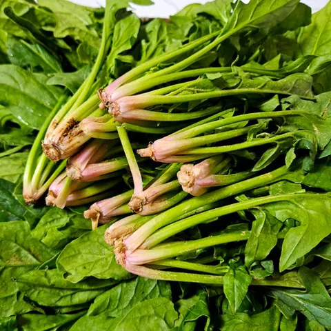 [산지직송] 남해 해풍 맞은 시금치 보물초 500g