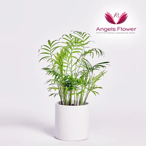[엔젤스플라워] 테이블야자 테이블형 관엽식물 공기정화 전국 꽃배달서비스