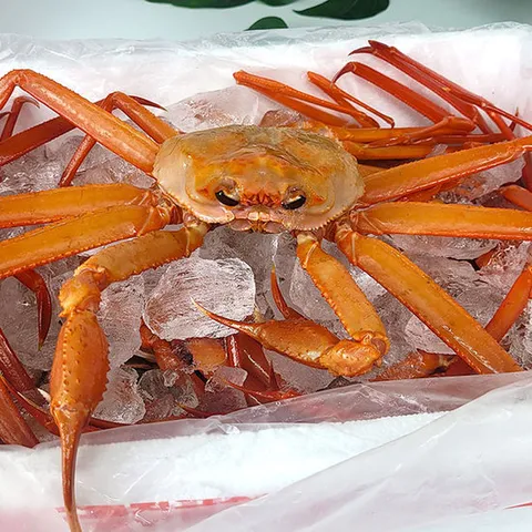 [해담]당일조업 속초홍게(대) 생물 3kg(6-7미) 수율 90% 내외 A급 산지직송