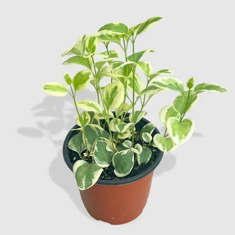 마이플랜트 무늬 빈카 소형 인테리어 공기정화 실내 화초 반려식물